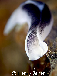A Chelidonura amoena taken at the Nudibranch Rock, Raja A... by Henry Jager 